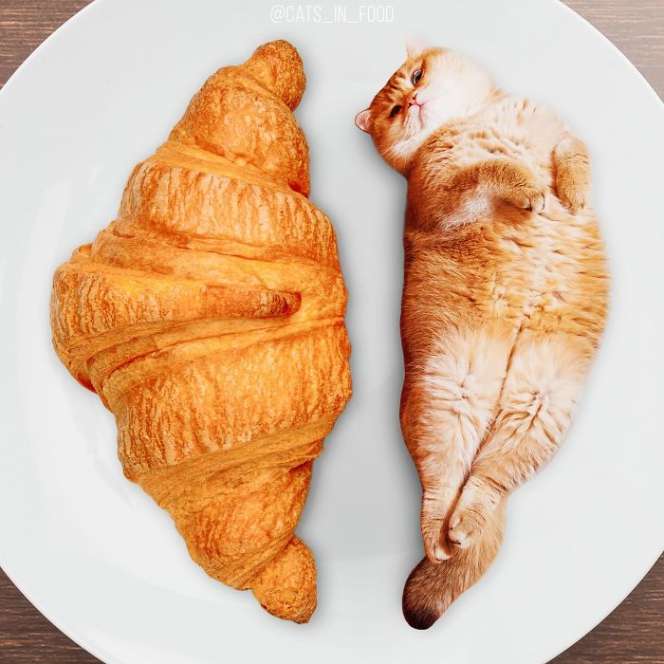 Ada Kucing dalam Makanan Lezat, Masih Mau Disantap?