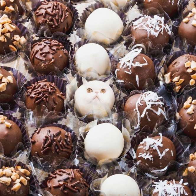 Ada Kucing dalam Makanan Lezat, Masih Mau Disantap?