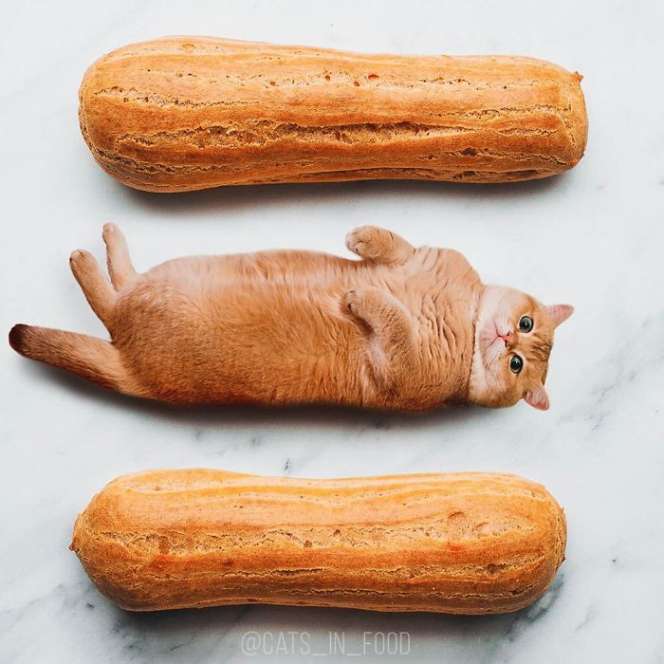 Ada Kucing dalam Makanan Lezat, Masih Mau Disantap?
