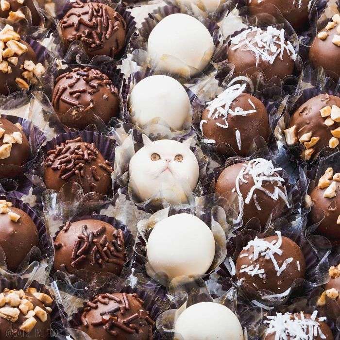 Ada Kucing dalam Makanan Lezat, Masih Mau Disantap?