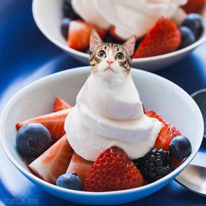 Ada Kucing dalam Makanan Lezat, Masih Mau Disantap?