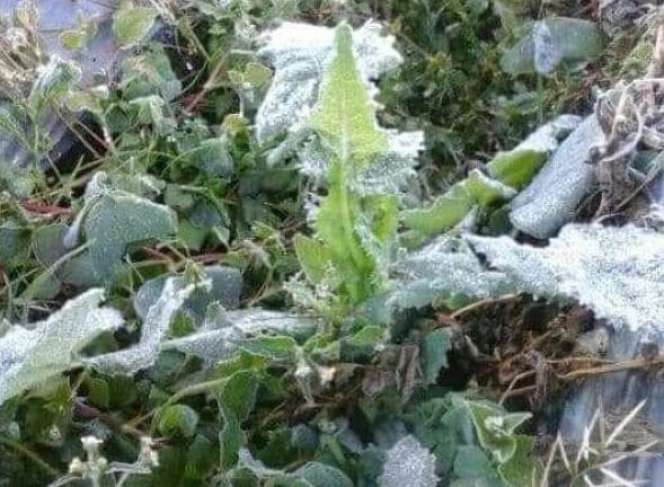 Lihat Cantiknya Penampakan Embun Es di Dataran Dieng