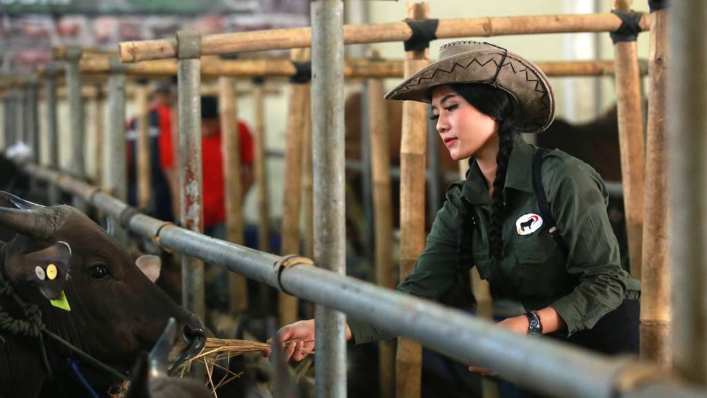 Pesona dan Gaya SPG Cantik Jualan Sapi Kurban