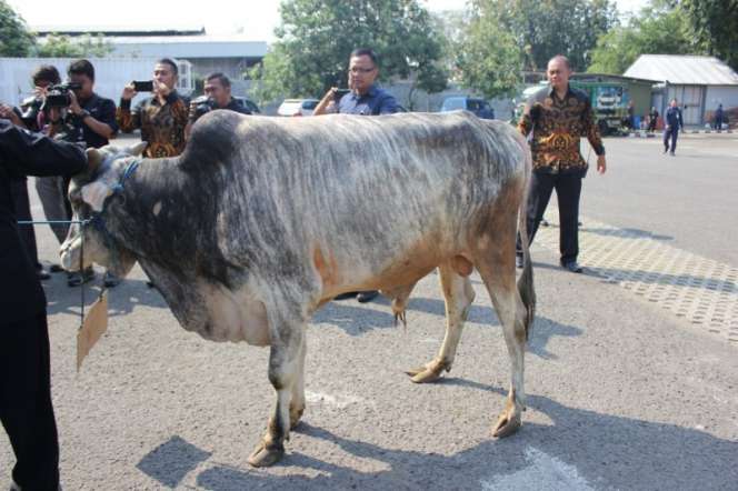 SCM Bagikan 5 Sapi dan 60 Kambing Kurban ke Masyarakat
