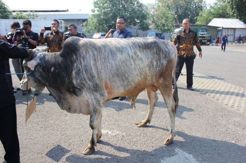 SCM Bagikan 5 Sapi dan 60 Kambing Kurban ke Masyarakat
