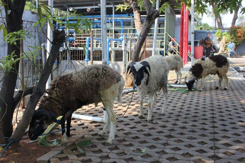SCM Bagikan 5 Sapi dan 60 Kambing Kurban ke Masyarakat