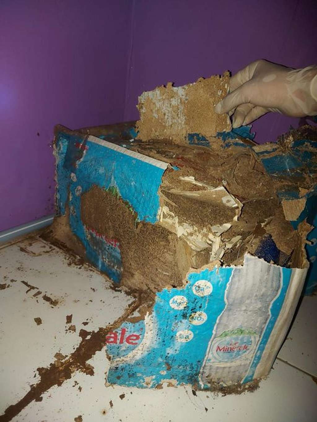 Merinding! Potret Isi Kamar Kos Berjamur Usai Ditinggal Mudik