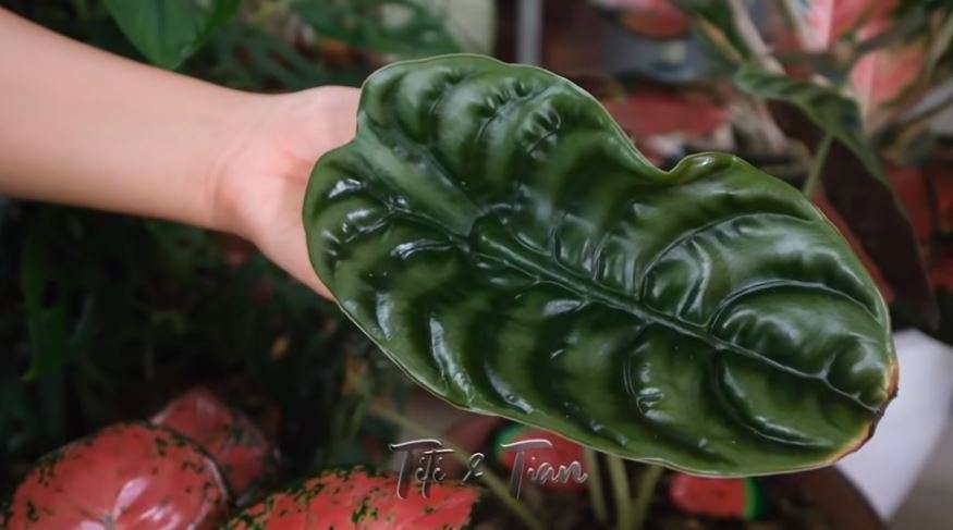 Titi Kamal Koleksi Janda Bolong, Harganya Bikin Melongo!