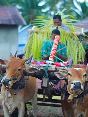 Gerobak Boti, Tunggangan Pengantin di Sulawesi Tengah