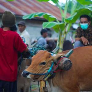 Gerobak Boti, Tunggangan Pengantin di Sulawesi Tengah