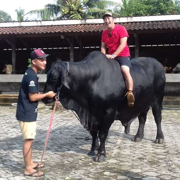 6 Foto Sapi Kurban Milik Artis Ukuran Jumbo, Atta Bikin Syok!