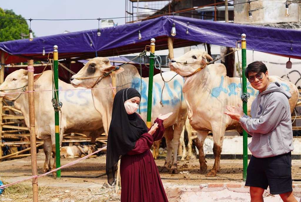 6 Foto Sapi Kurban Milik Artis Ukuran Jumbo, Atta Bikin Syok!