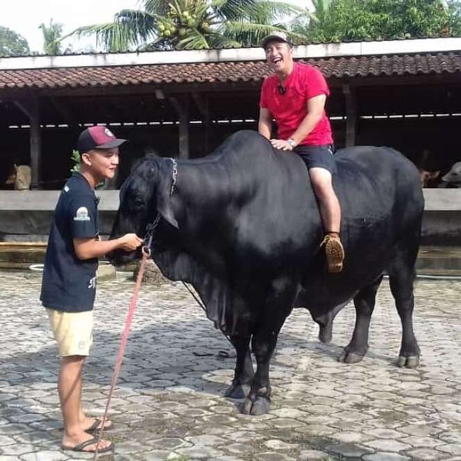6 Foto Sapi Kurban Milik Artis Ukuran Jumbo, Atta Bikin Syok!