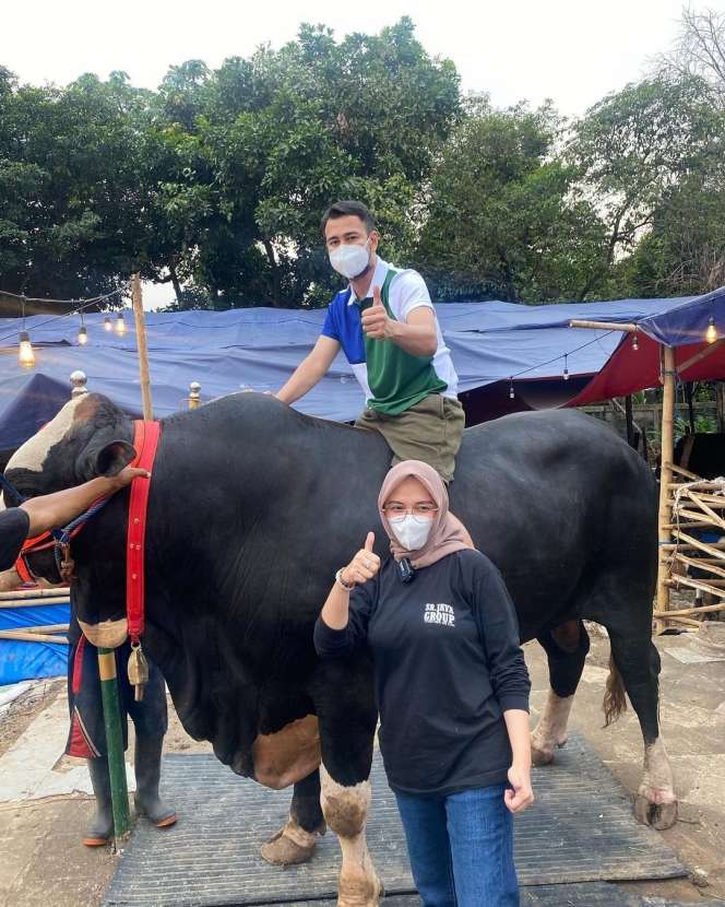6 Foto Sapi Kurban Milik Artis Ukuran Jumbo, Atta Bikin Syok!
