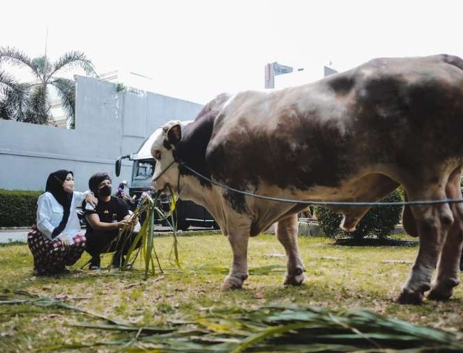 6 Foto Sapi Kurban Milik Artis Ukuran Jumbo, Atta Bikin Syok!