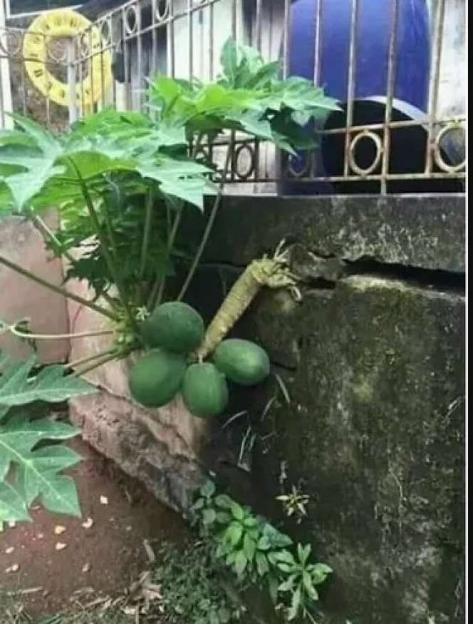 6 Momen Buah Tetangga Nyasar ke Halaman Rumah, Rezeki Nomplok!