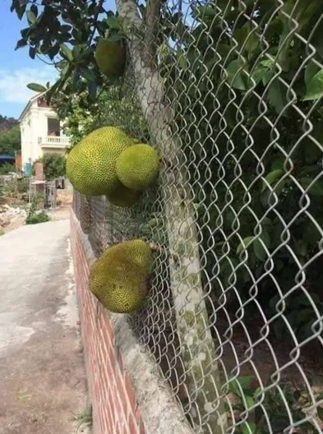 6 Momen Buah Tetangga Nyasar ke Halaman Rumah, Rezeki Nomplok!