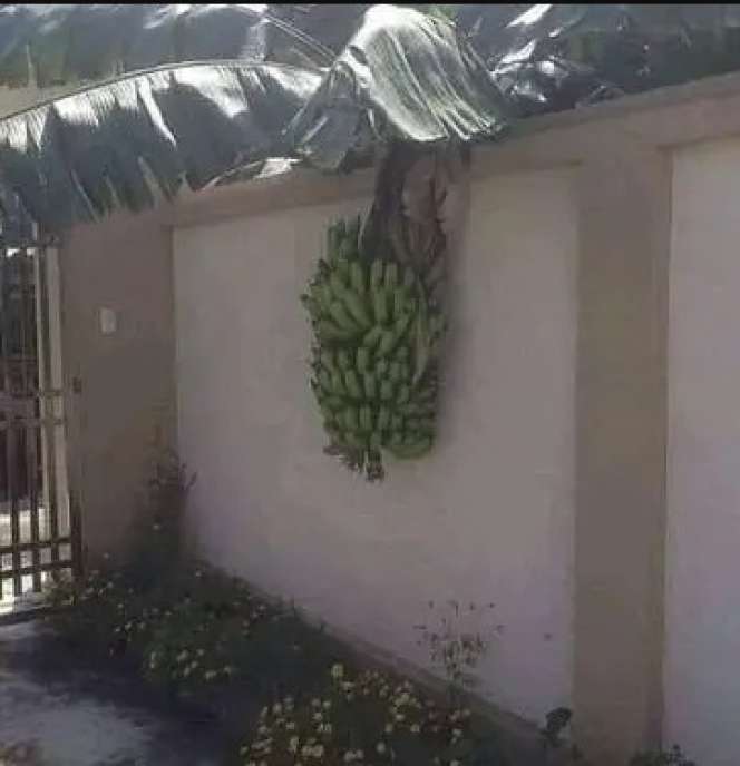 6 Momen Buah Tetangga Nyasar ke Halaman Rumah, Rezeki Nomplok!
