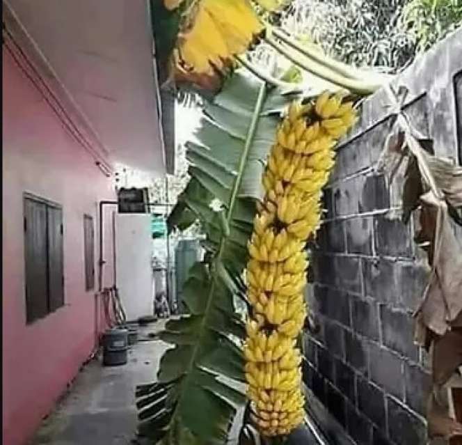 6 Momen Buah Tetangga Nyasar ke Halaman Rumah, Rezeki Nomplok!