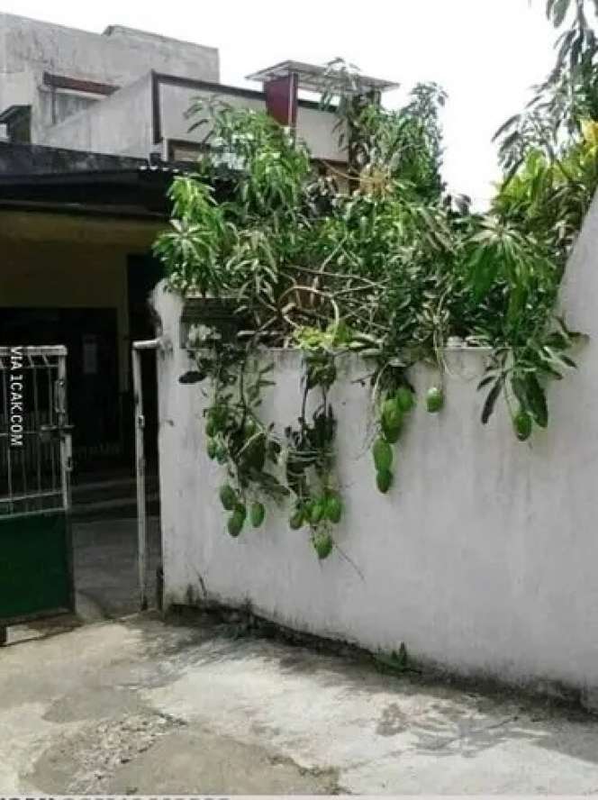 6 Momen Buah Tetangga Nyasar ke Halaman Rumah, Rezeki Nomplok!