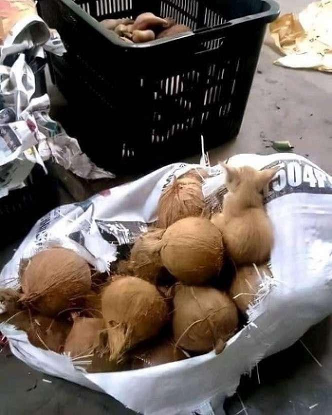 Awas Ketipu! Deretan Momen Lucu Ini Penuh Kamuflase