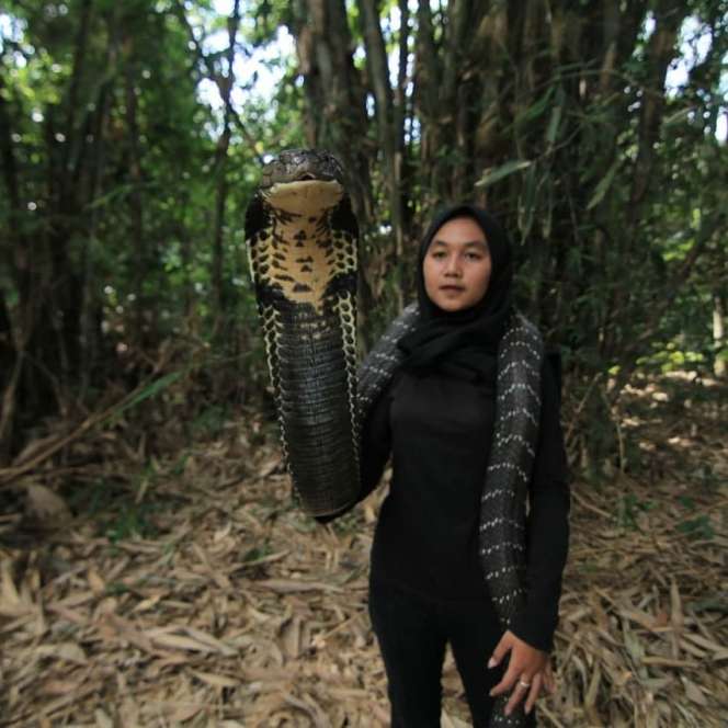 Ingat Gadis Bandung Pamer Dicium King Kobra 4 Meter? Nasibnya