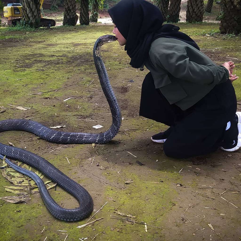 Ingat Gadis Bandung Pamer Dicium King Kobra 4 Meter? Nasibnya
