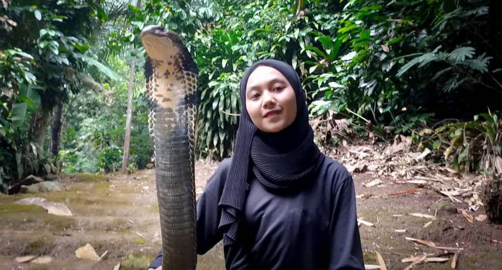 Ingat Gadis Bandung Pamer Dicium King Kobra 4 Meter? Nasibnya