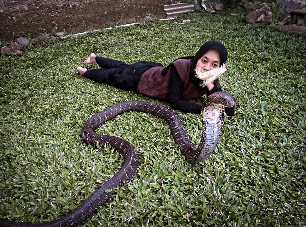 Ingat Gadis Bandung Pamer Dicium King Kobra 4 Meter? Nasibnya