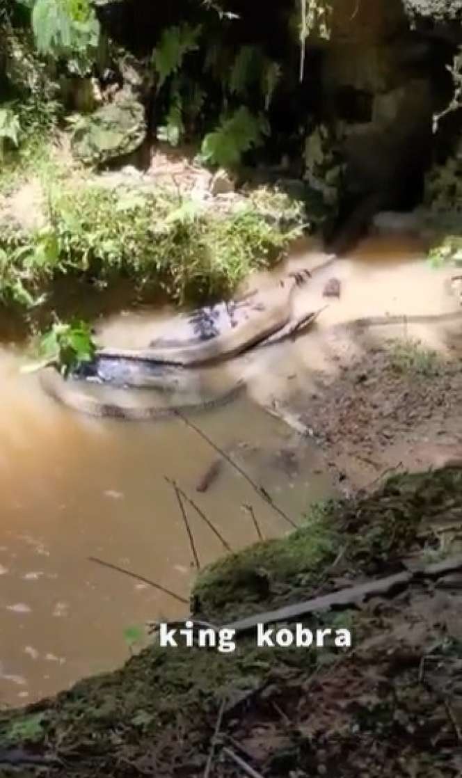 Ngeri, King Cobra Ini Ukurannya Lebihi Garaga Panji Petualang