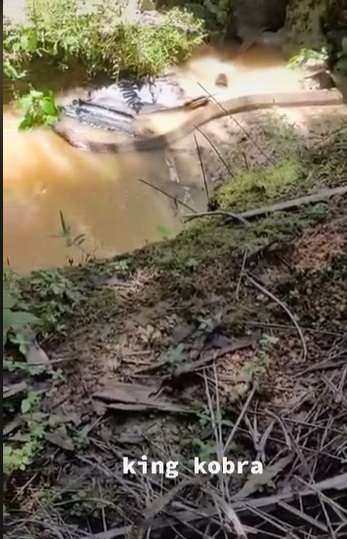 Ngeri, King Cobra Ini Ukurannya Lebihi Garaga Panji Petualang