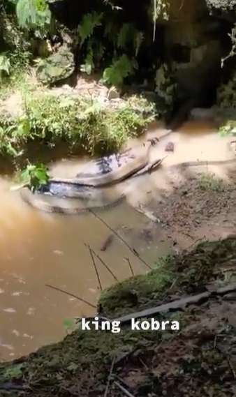 Ngeri, King Cobra Ini Ukurannya Lebihi Garaga Panji Petualang