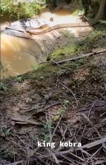 Ngeri, King Cobra Ini Ukurannya Lebihi Garaga Panji Petualang