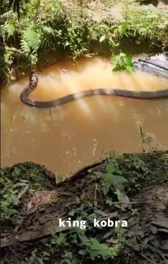 Ngeri, King Cobra Ini Ukurannya Lebihi Garaga Panji Petualang