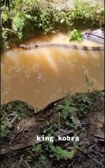 Ngeri, King Cobra Ini Ukurannya Lebihi Garaga Panji Petualang