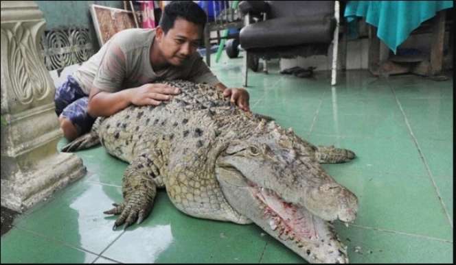 Ingat Keluarga di Bogor Pelihara Buaya Bak Kucing? Nasibnya...