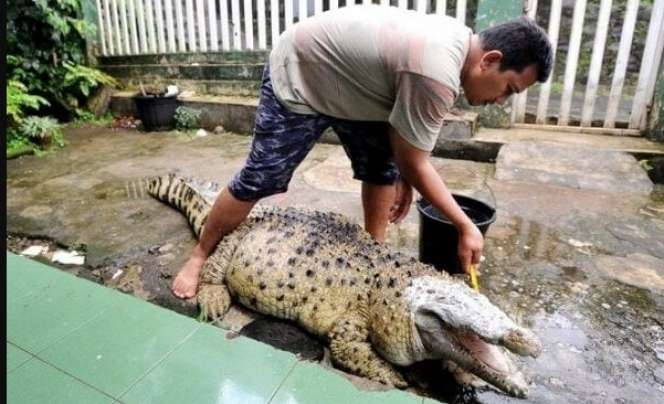 Ingat Keluarga di Bogor Pelihara Buaya Bak Kucing? Nasibnya...