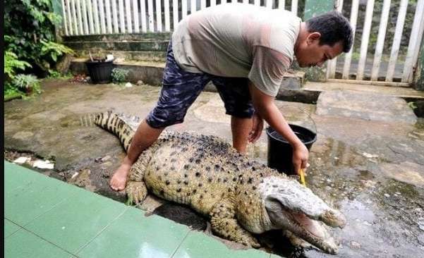Ingat Keluarga di Bogor Pelihara Buaya Bak Kucing? Nasibnya...