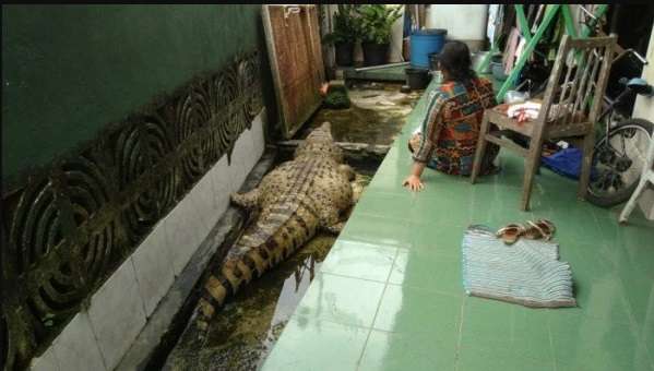 Ingat Keluarga di Bogor Pelihara Buaya Bak Kucing? Nasibnya...