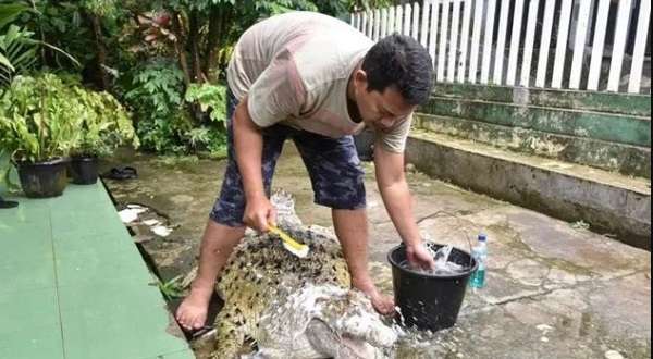 Ingat Keluarga di Bogor Pelihara Buaya Bak Kucing? Nasibnya...