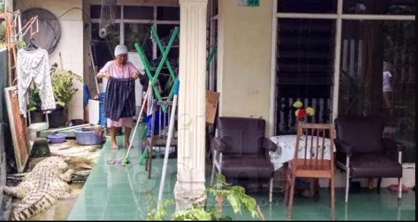 Ingat Keluarga di Bogor Pelihara Buaya Bak Kucing? Nasibnya...