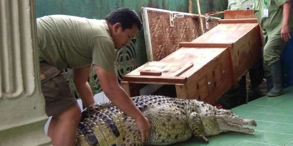 Ingat Keluarga di Bogor Pelihara Buaya Bak Kucing? Nasibnya...