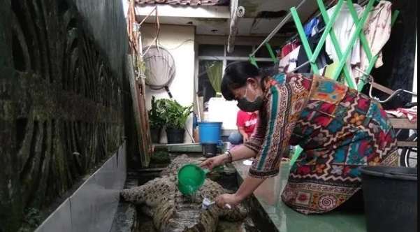 Ingat Keluarga di Bogor Pelihara Buaya Bak Kucing? Nasibnya...