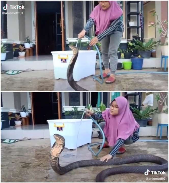Ingat Aksi Puput yang Viral Mandikan Ular Kobra Bikin Bergidik? Endingnya...