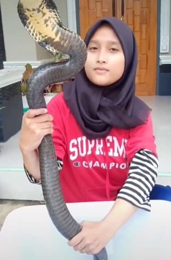 Ingat Aksi Puput yang Viral Mandikan Ular Kobra Bikin Bergidik? Endingnya...