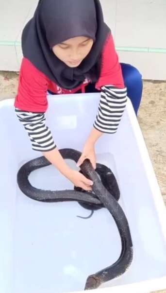 Ingat Aksi Puput yang Viral Mandikan Ular Kobra Bikin Bergidik? Endingnya...