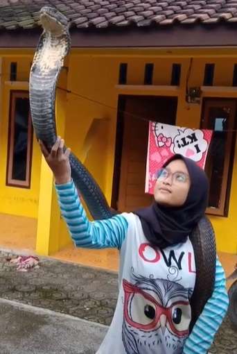Ingat Aksi Puput yang Viral Mandikan Ular Kobra Bikin Bergidik? Endingnya...