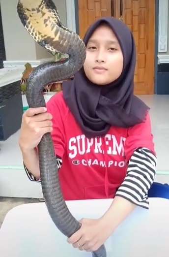 Ingat Aksi Puput yang Viral Mandikan Ular Kobra Bikin Bergidik? Endingnya...