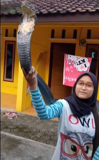 Ingat Aksi Puput yang Viral Mandikan Ular Kobra Bikin Bergidik? Endingnya...