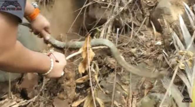 Bikin Heboh, Panji Petualang Bongkar Sarang Ular Bertaring Panjang, Endingnya…